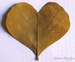 Sharon Hinckley - Heart Shaped Leaf